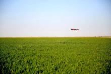 春季的小麦穗期，是极飞大展身手的时候