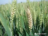 珠海羽人：消灭赤霉病，刻不容缓！