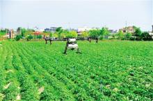 植保无人机“帮忙”洒农药