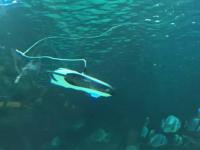 实拍｜PowerRay小海鳐水下测试视频新鲜出炉