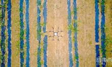 无人机下乡特写：海归植保队征服留守老农的万亩果园