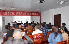 兴国县植保无人机飞入烟田防治病虫害