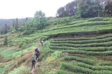 勉县无人机“搜山” 打击种植毒品原植物行为