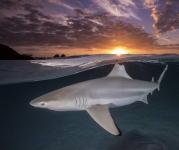 水下摄影欣赏｜梦幻瑰丽的海底世界