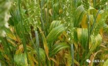 猜猜韦加八爷威力到底有多大，单机800亩只需……