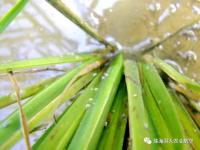 虫口夺粮飞防服务在行动——开展防治水稻病虫害示范