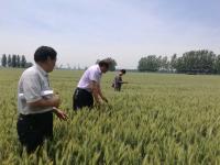 飞防验收交作业喽！老乡：明年还用无人机来打药