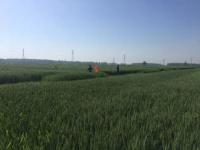 了不起！他自费买2千多元农药做飞防，不收农民一分钱