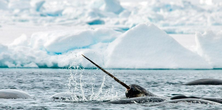 独角鲸的生活习性将会被无人机所掌控