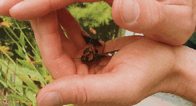 一半昆虫一半机械，活蜻蜓无人机试飞成功，开启半机械化生物时代