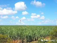 虫口夺粮飞防服务在行动——不容错过湛江甘蔗统防统治作业快讯！