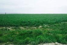 在竞争激烈的植保市场中何以立足？