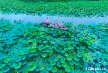 无人机大莲湖里画中游 误入荷花深处