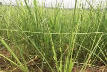 西双版纳的甘蔗怎么了