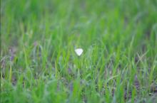 直击除草作业现场，江苏飞防战无不胜！！！