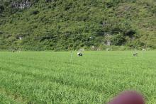 利用无人机航测，全方位管理、宣传广西现代特色农业核心示范区