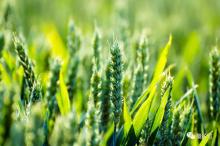 人工智能如何改变农业？这是五大类创业公司全图