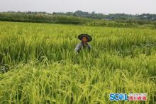 泸县海潮镇：水稻制种赶花 无人机来帮忙
