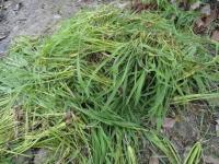 极飞公开课 | 水稻插秧后的除草技巧