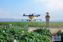 甘肃定西：无人机喷药防虫害