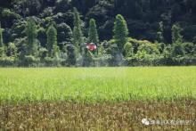 珠海羽人：全国中晚稻主要病虫害发生趋势预报！