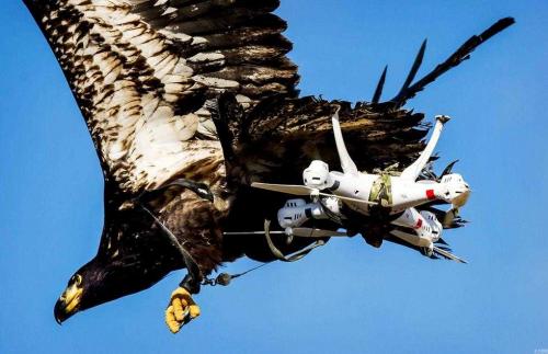 老鹰被训练成无人机“克星”网友戏称无人机再大点就好了