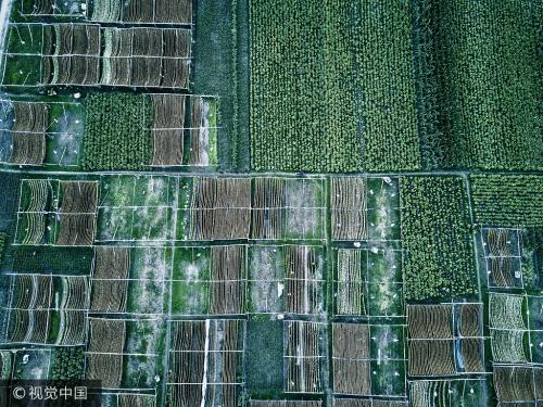 无人机航拍长江沿岸，翠绿烟叶田一碧千里