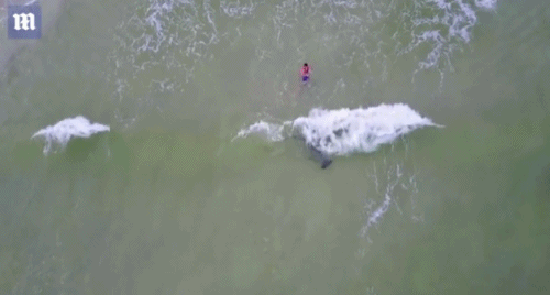 无人机拍摄美国男子徒手将巨型双髻鲨拖上海滩