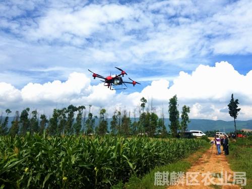 麒麟区：无人机防治玉米病虫害