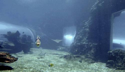 鱼群风暴来了！PowerRay小海鳐三亚水底实拍