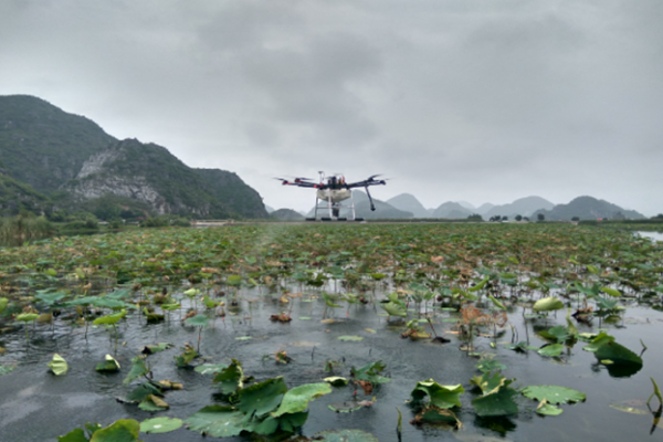 丘北县普者黑景区开展莲藕害虫无人机防控1270余亩