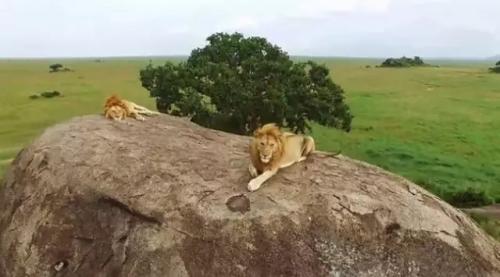 坦桑尼亚欲部署侦察无人机打击盗猎
