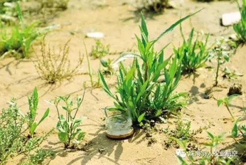 虫口夺粮飞防服务队告诉你用了10多年除草剂，经验抵不过这3句话！