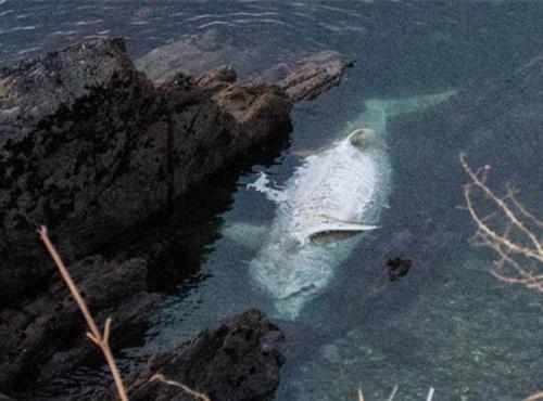 男子用无人机拍风景，无意间拍到白色巨物惊呆了