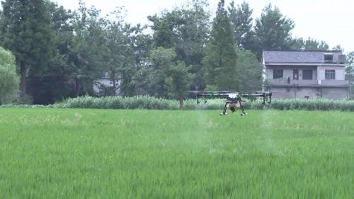 扬州开展水稻病虫防控工作，无人机植保服务受推广！