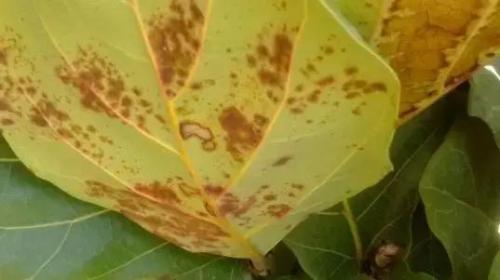 无人机自主飞行，如何保证喷洒均匀？