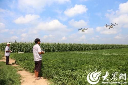 莱西院上镇玉米植保用上"无人机" 每天可喷洒300亩左右