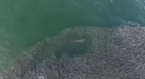鲨鱼冲入鱼群捕食 无人机拍下这一幕
