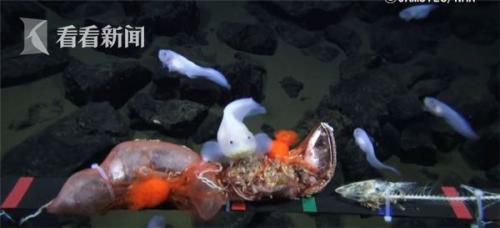 日本破纪录！4K摄像无人机潜入近8200米深海拍到新奇生物