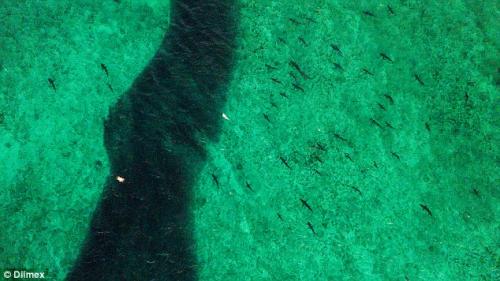 鲨鱼检测无人机巡逻澳大利亚海滩