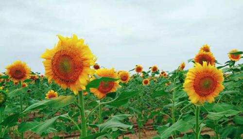 丰瑞无人机植保队保住了我一家的收成