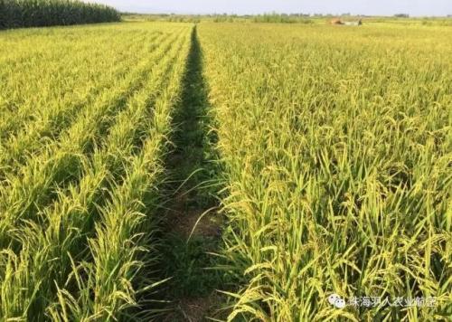 虫口夺粮飞防服务队：台风降雨频发，中晚稻严防这两大虫害！