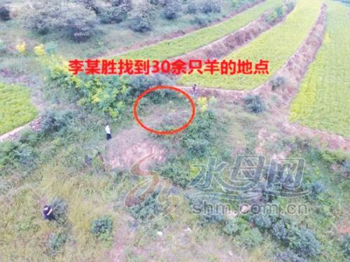 20余只羊被盗无人机侦查追回 民警“新手段”破案