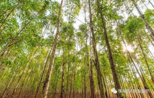 珠海羽人喷粉无人机助力桉树植保