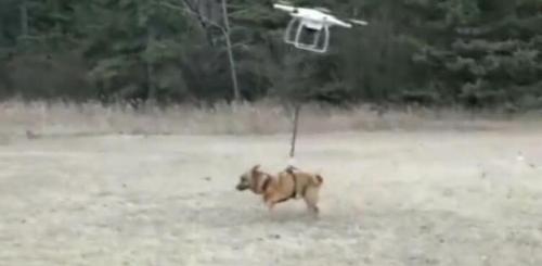 无人机遛狗，遥控器突然失灵，原谅我不厚道的笑了！