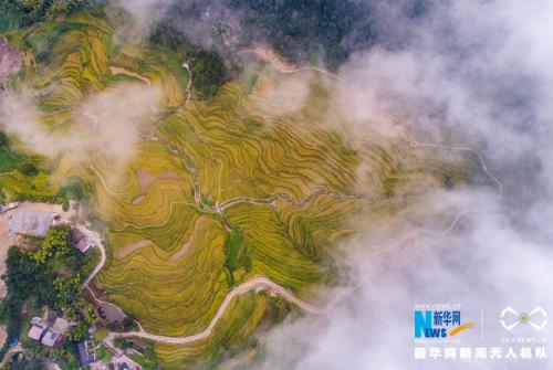 无人机之旅|湖北蕲春雾云山金黄色梯田秀美如画