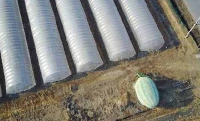 无人机发现“巨型西瓜”，飞近一看，操作员顿时笑趴，厉害厉害