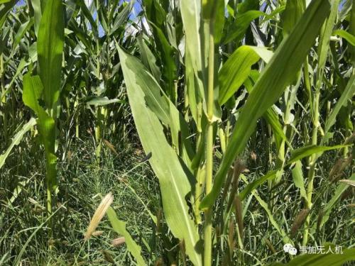玉米一夜变“光杆司令” 植保无人机力挽狂澜虫口夺粮