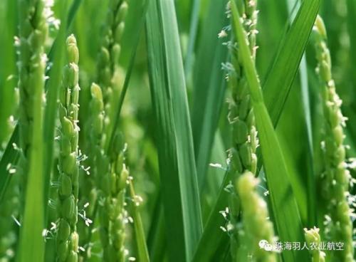 虫口夺粮飞防服务：从喷洒植保到播撒植保，带给农业又一次改变