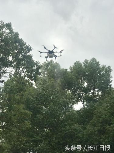 绿化养护出新招！无人机喷洒药物防虫害